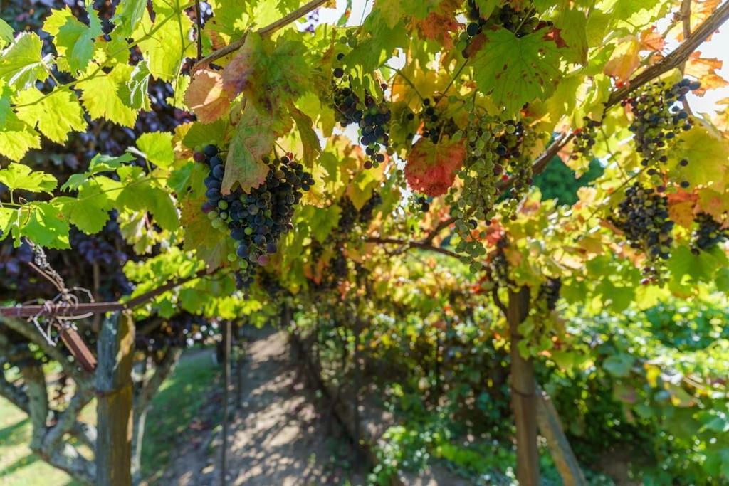 Quinta De Villa Franca - Douro Peso da Régua Exterior foto